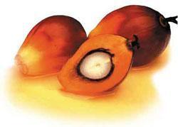 Palm Oil