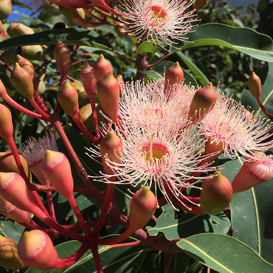 Eucalyptus Blue Gum Essential Oil