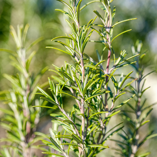 Rosemary French Type Essential Oil