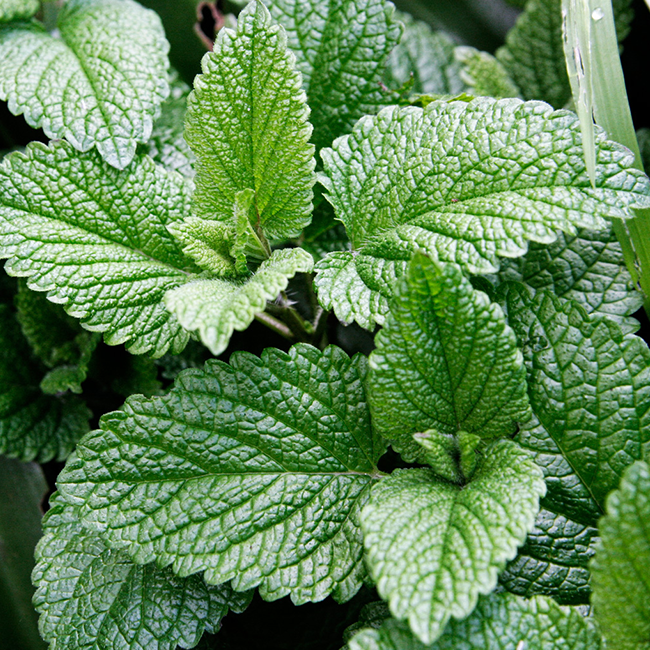 Peppermint Essential Oil 15 ml