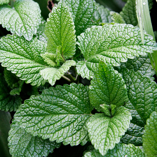 Peppermint Essential Oil 15 ml