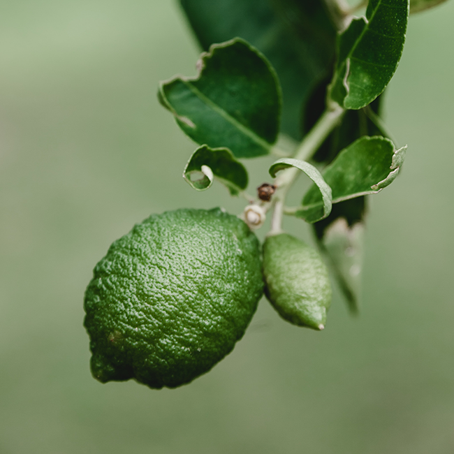 Lime Essestial Oil 15 ml