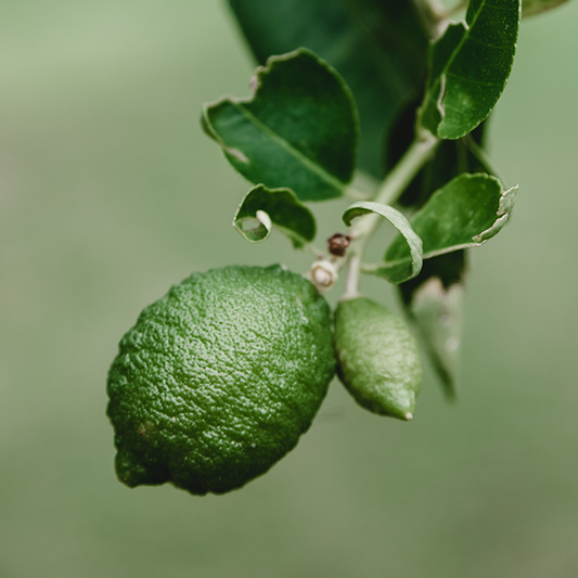 Lime Essestial Oil