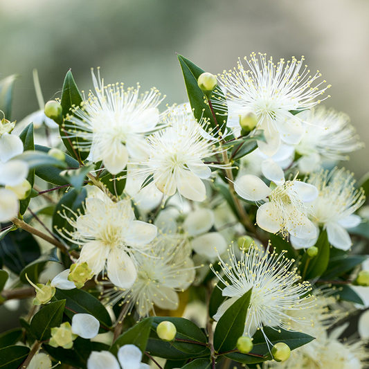 Lemon Myrtle Essential Oil