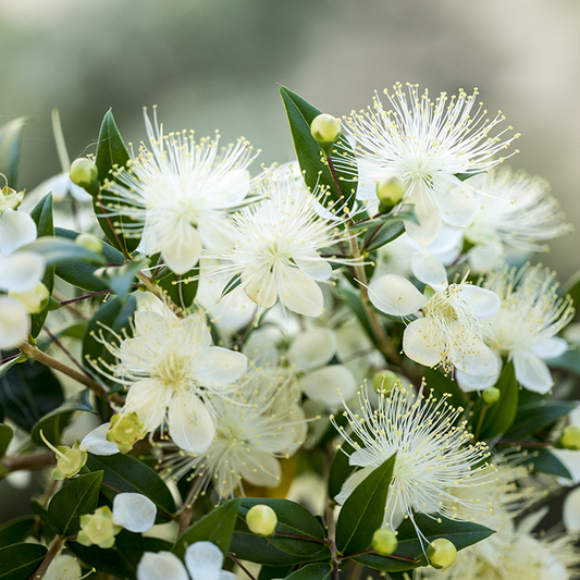 Lemon Myrtle Essential Oil 15 ml