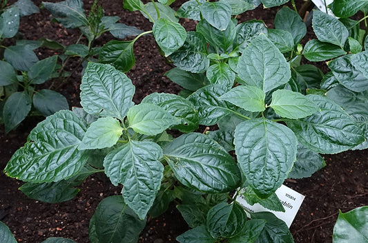 Patchouli Essential Oil