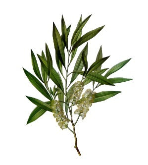 Tea Tree Essential Oil