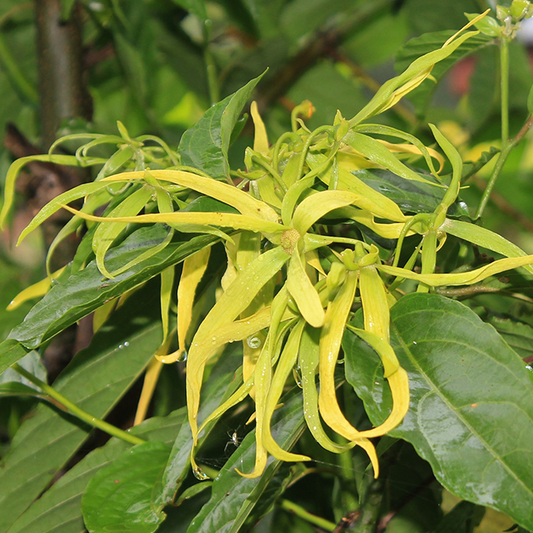 Ylang Ylang Essential Oil