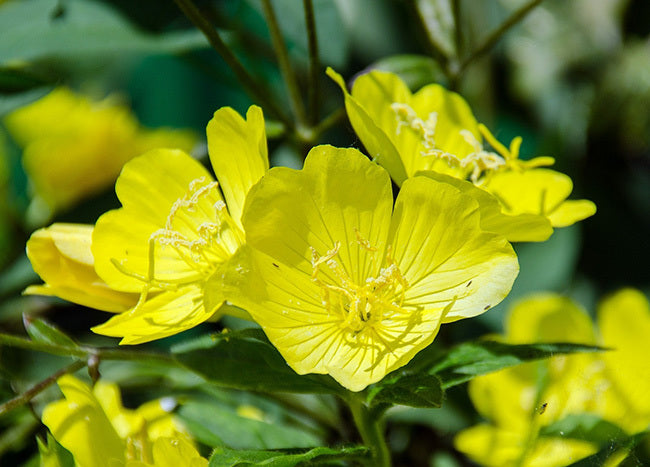 Evening Primrose Oil - refined - 50 grams