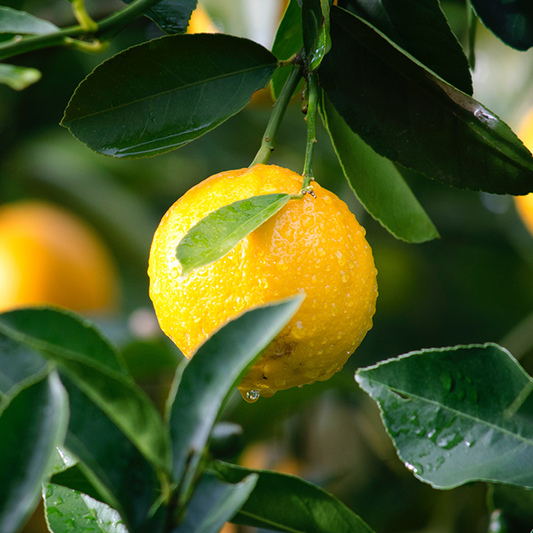 Lemon Essential oil