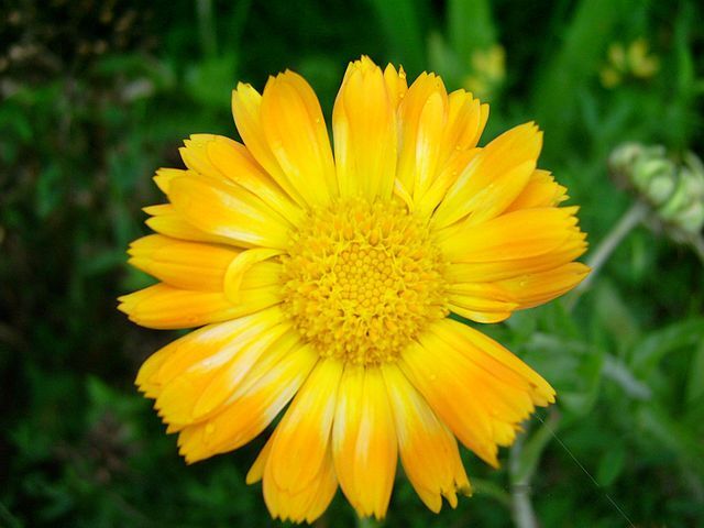 Calendula (Marigold) Petals 25 grams