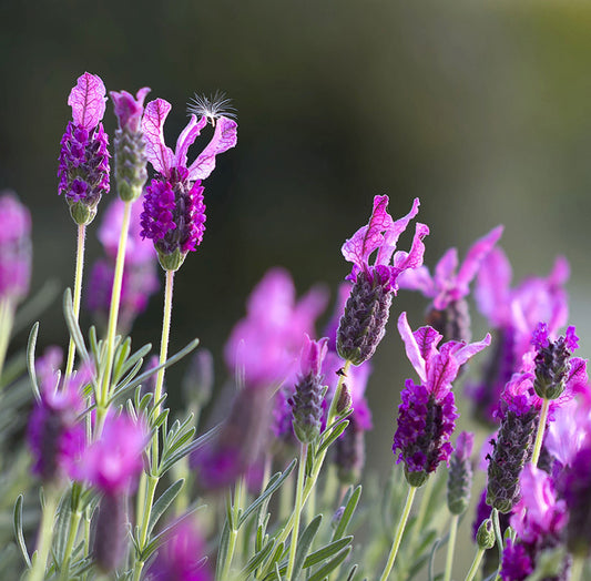 Lavender French Essential Oil