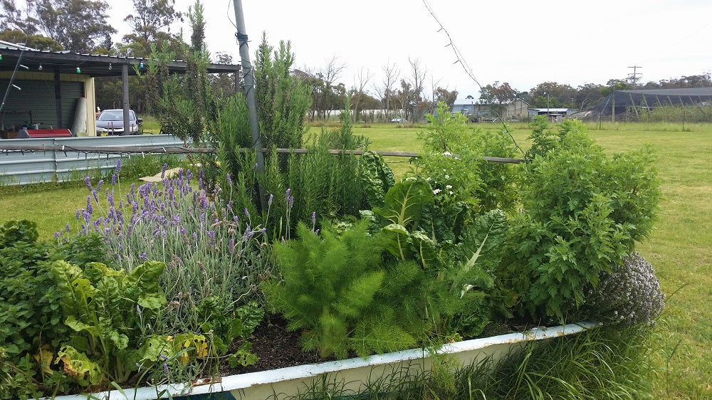 Herb Garden in a Boat