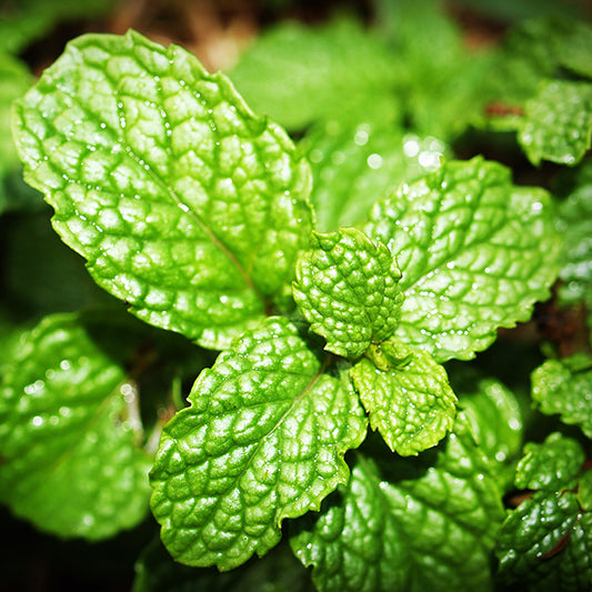 Spearmint Essential Oil 15 ml