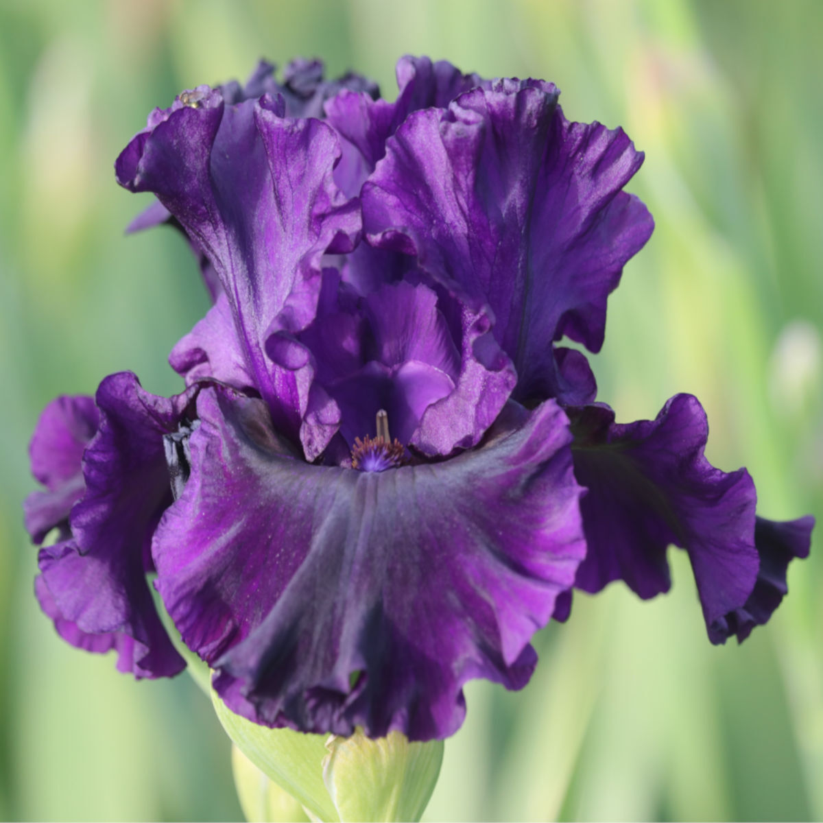 Bearded Iris Noble Gesture Rhizome x 1